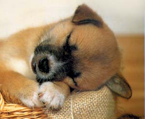 il les pa trogon !!!!!!