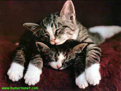 il son tro beau sé 2 la !!!!!!!